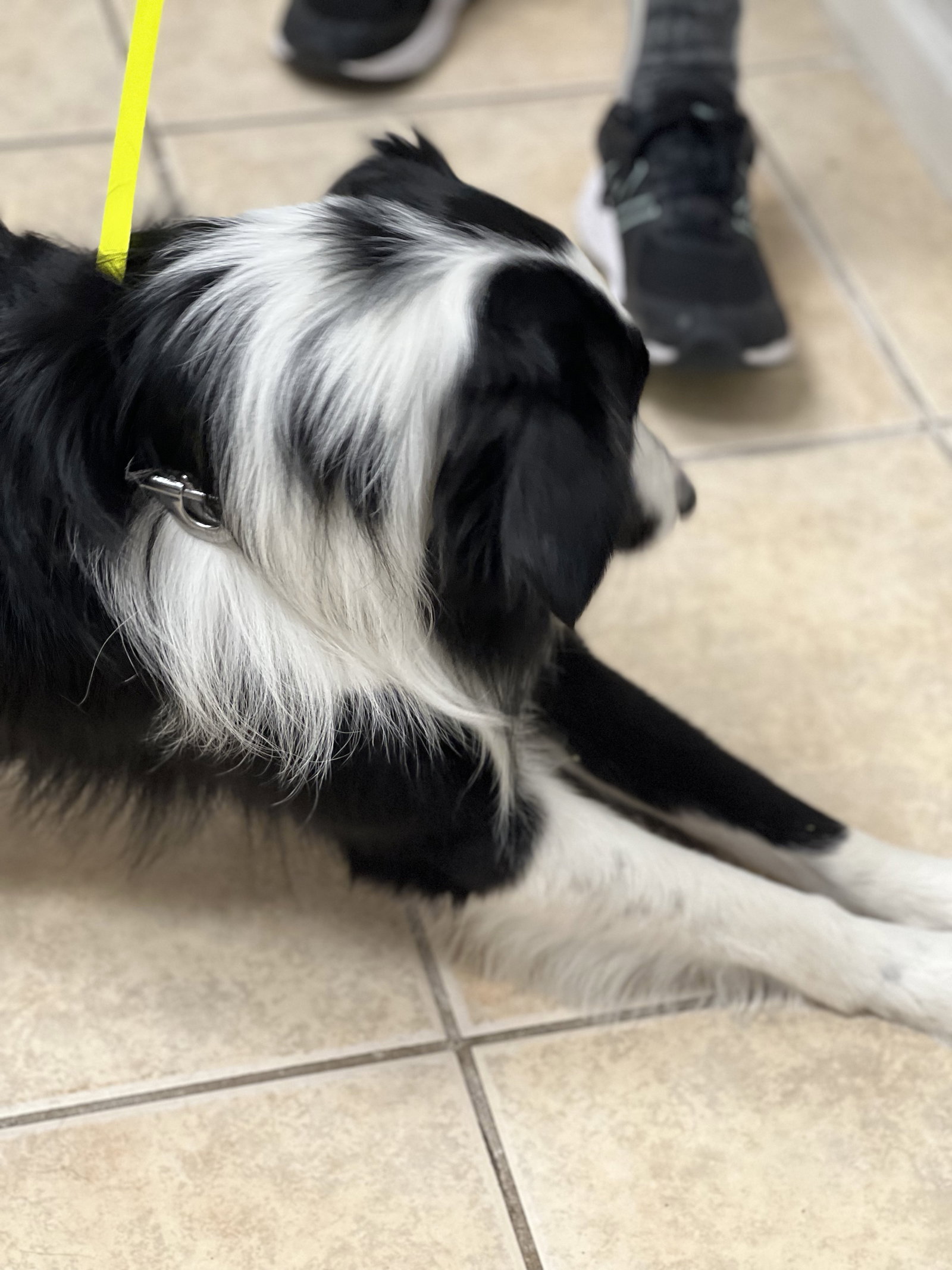 Dog for Adoption - Reno, a Border Collie in Pebble Creek, FL | Alpha Paw