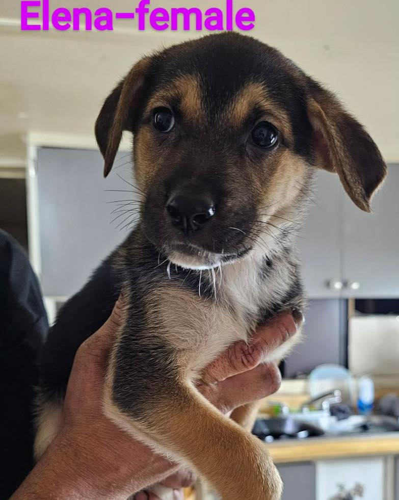 Dog for Adoption Elena Puppy, a German Shepherd Dog in Wimauma, FL