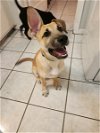 adoptable Dog in , FL named Brian / “Walker”