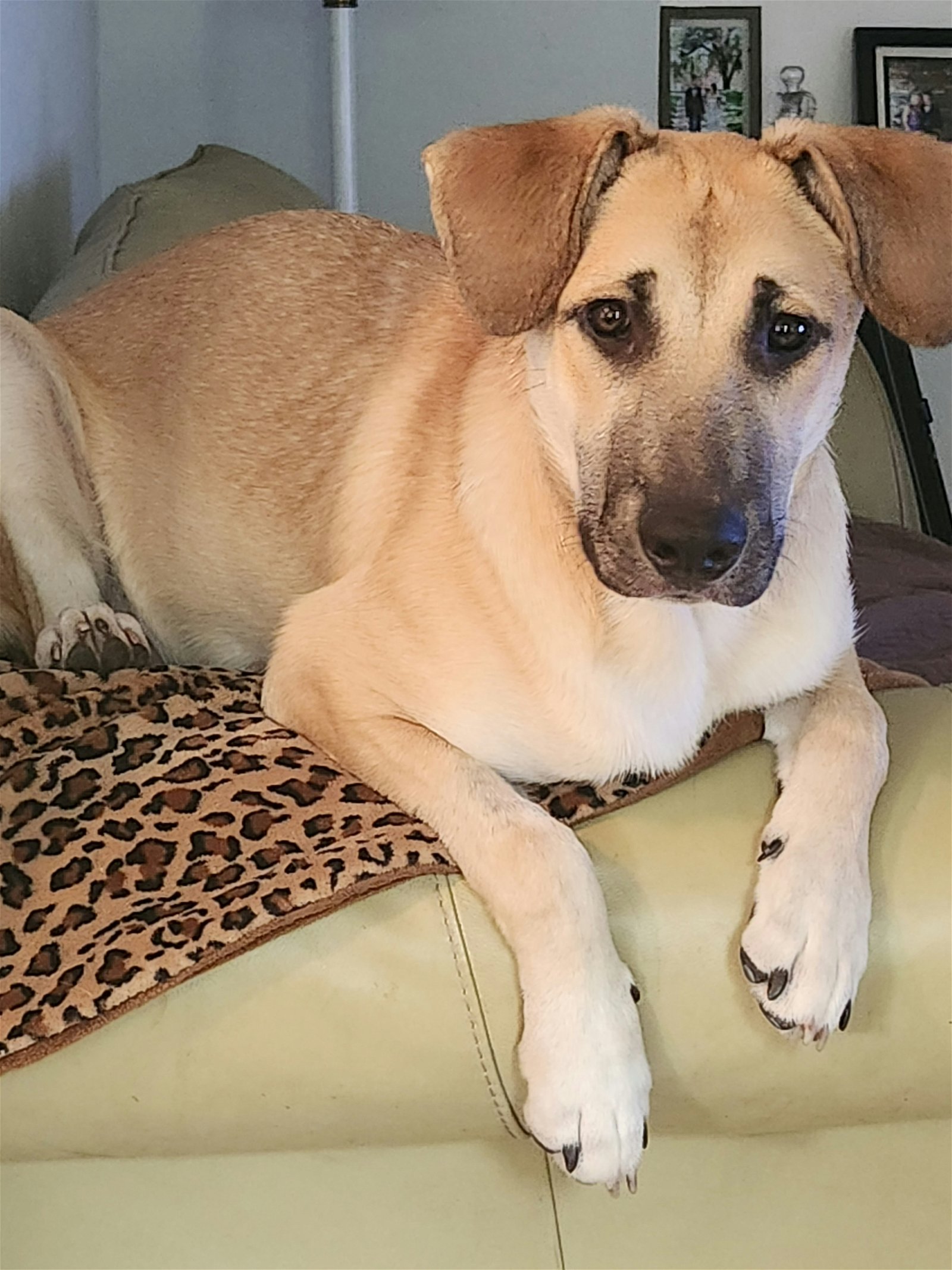 adoptable Dog in Valrico, FL named Brian / “Walker”
