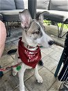 adoptable Dog in valrico, FL named Dom / Lola