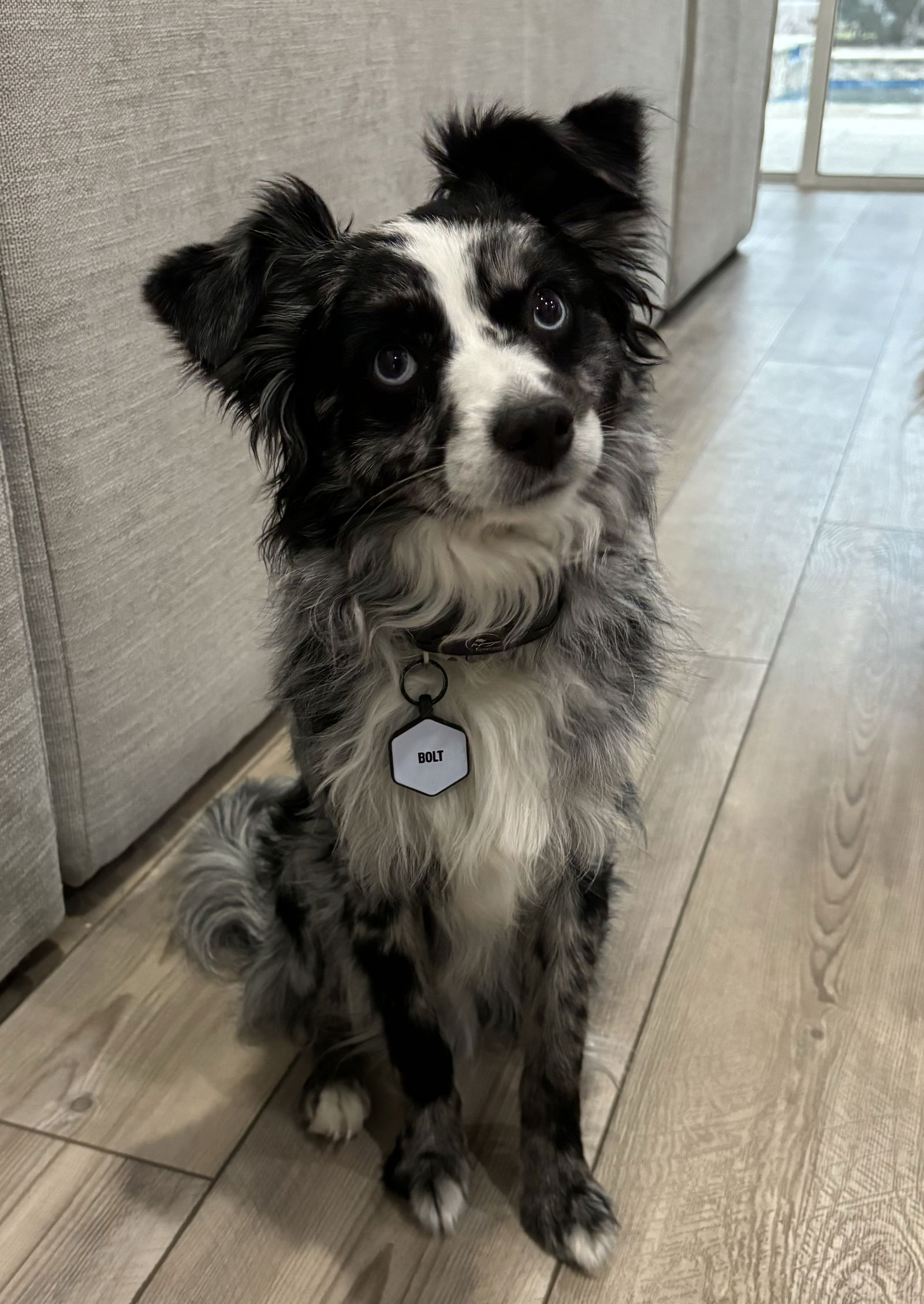 Dog for Adoption - Bolt, a Australian Shepherd in Greater Northdale, FL ...