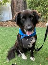 adoptable Dog in valrico, FL named Cookie