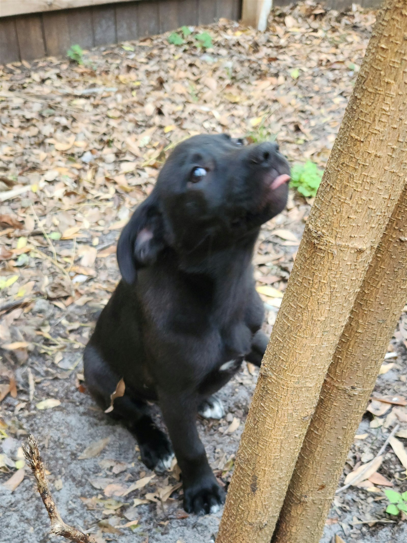 adoptable Dog in Valrico, FL named Adalia