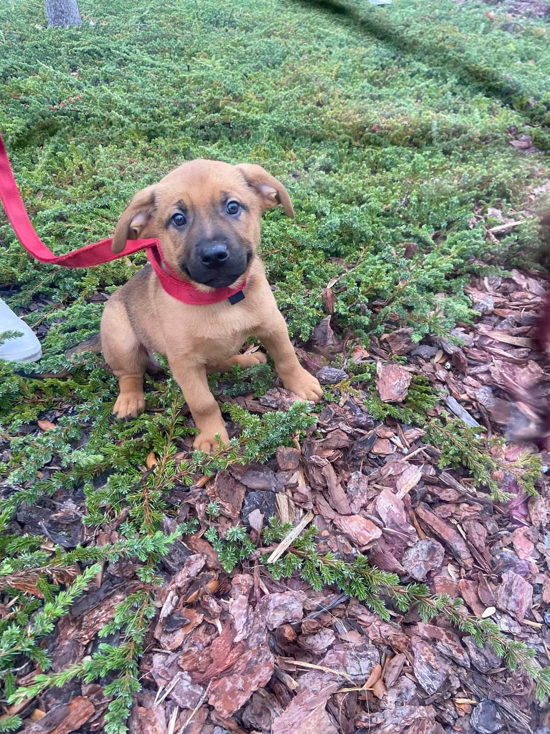 Dog for Adoption Gidget, a Labrador Retriever in Sarasota Springs, FL