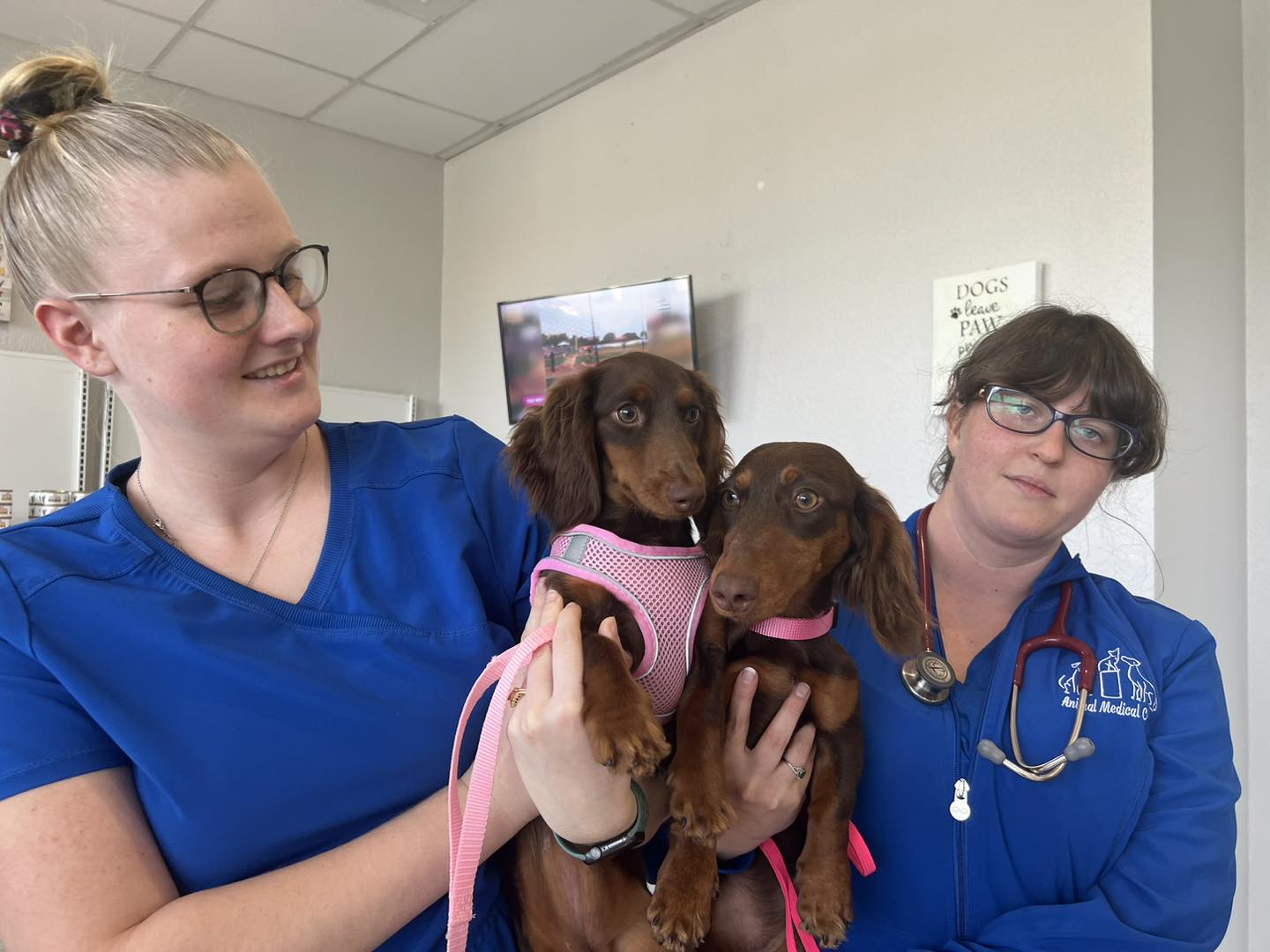 Dog for Adoption - Kala, a Dachshund in Madeira Beach, FL | Alpha Paw