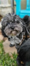 adoptable Dog in valrico, fl, FL named Maverick