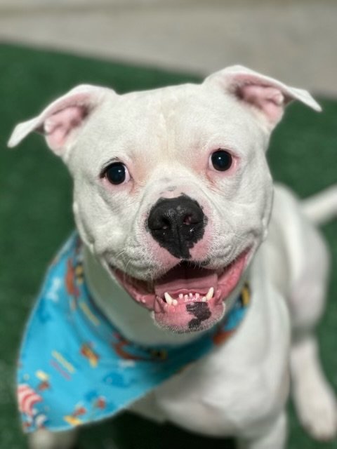 adoptable Dog in Valrico, FL named Titus