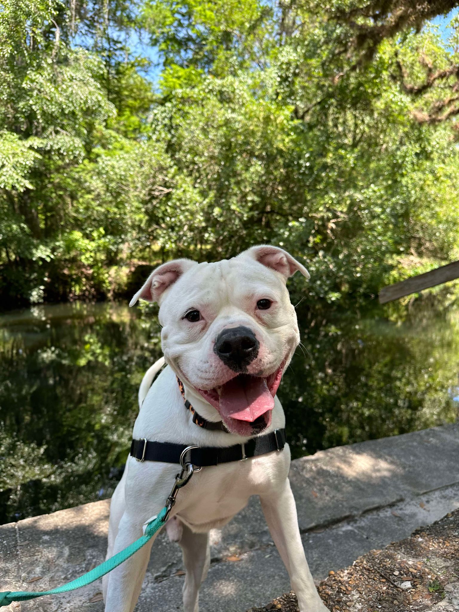 adoptable Dog in Valrico, FL named Titus