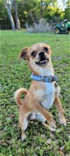 adoptable Dog in valrico, FL named Henry the 2nd