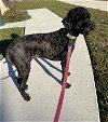 adoptable Dog in valrico, fl, FL named Miss Piper