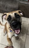 adoptable Dog in  named Lainey Mae