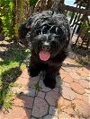 adoptable Dog in valrico, FL named Greta