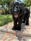 adoptable Dog in valrico, FL named Bueller