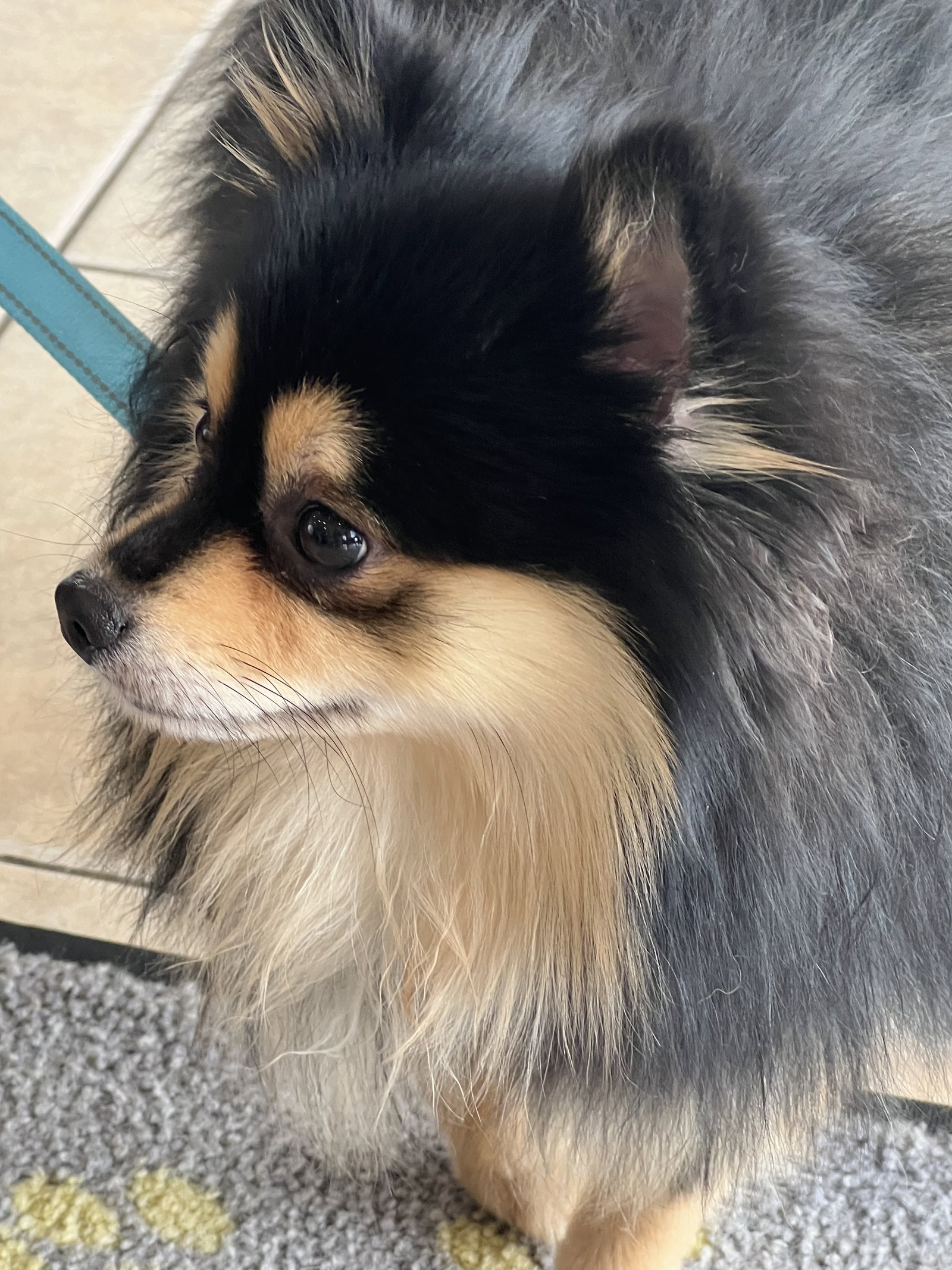 Dog adoption in Valrico, FL 33596 Pomeranian (long coat) Dog "Cosmo"