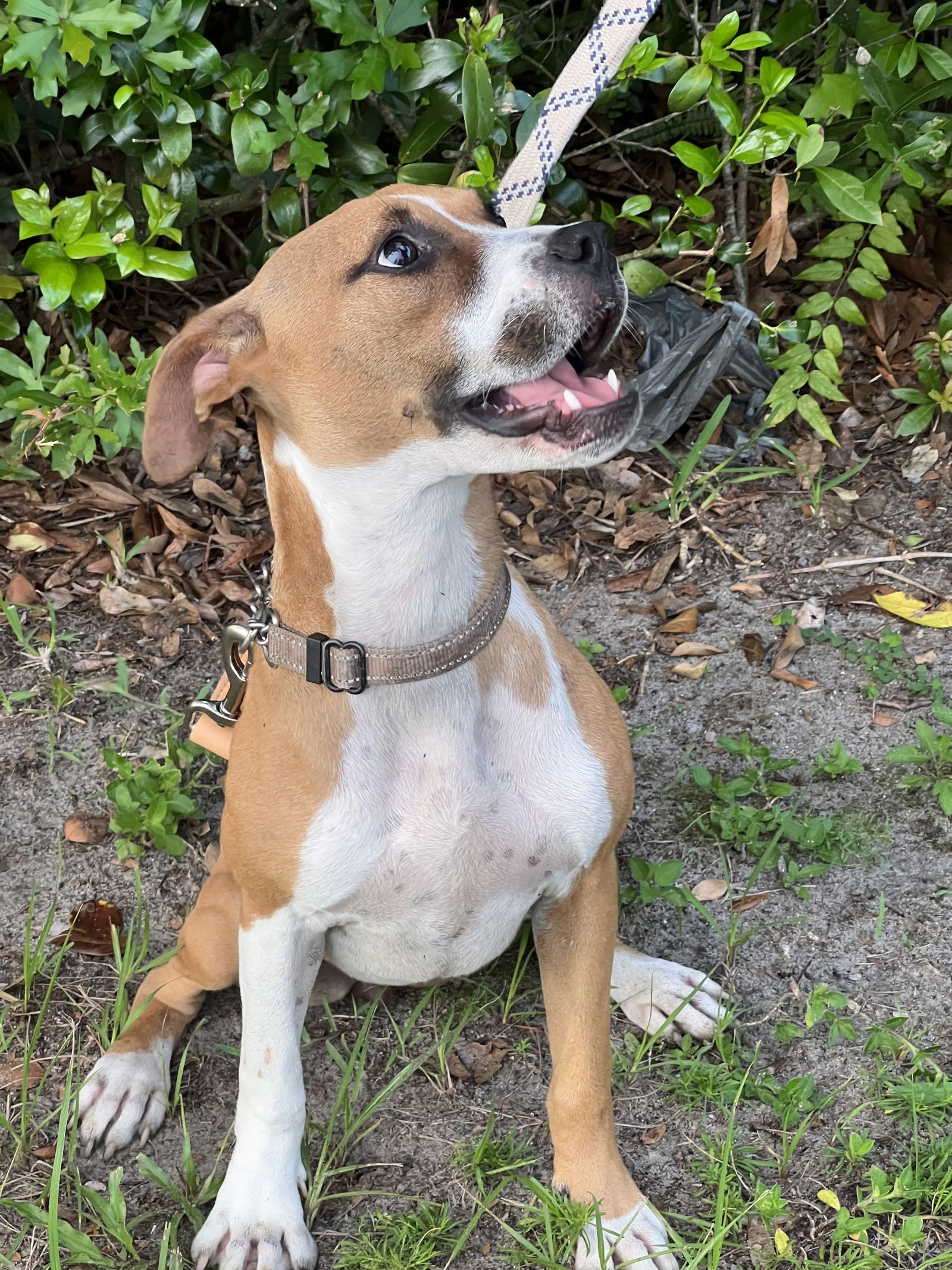 adoptable Dog in Valrico, FL named Abbie