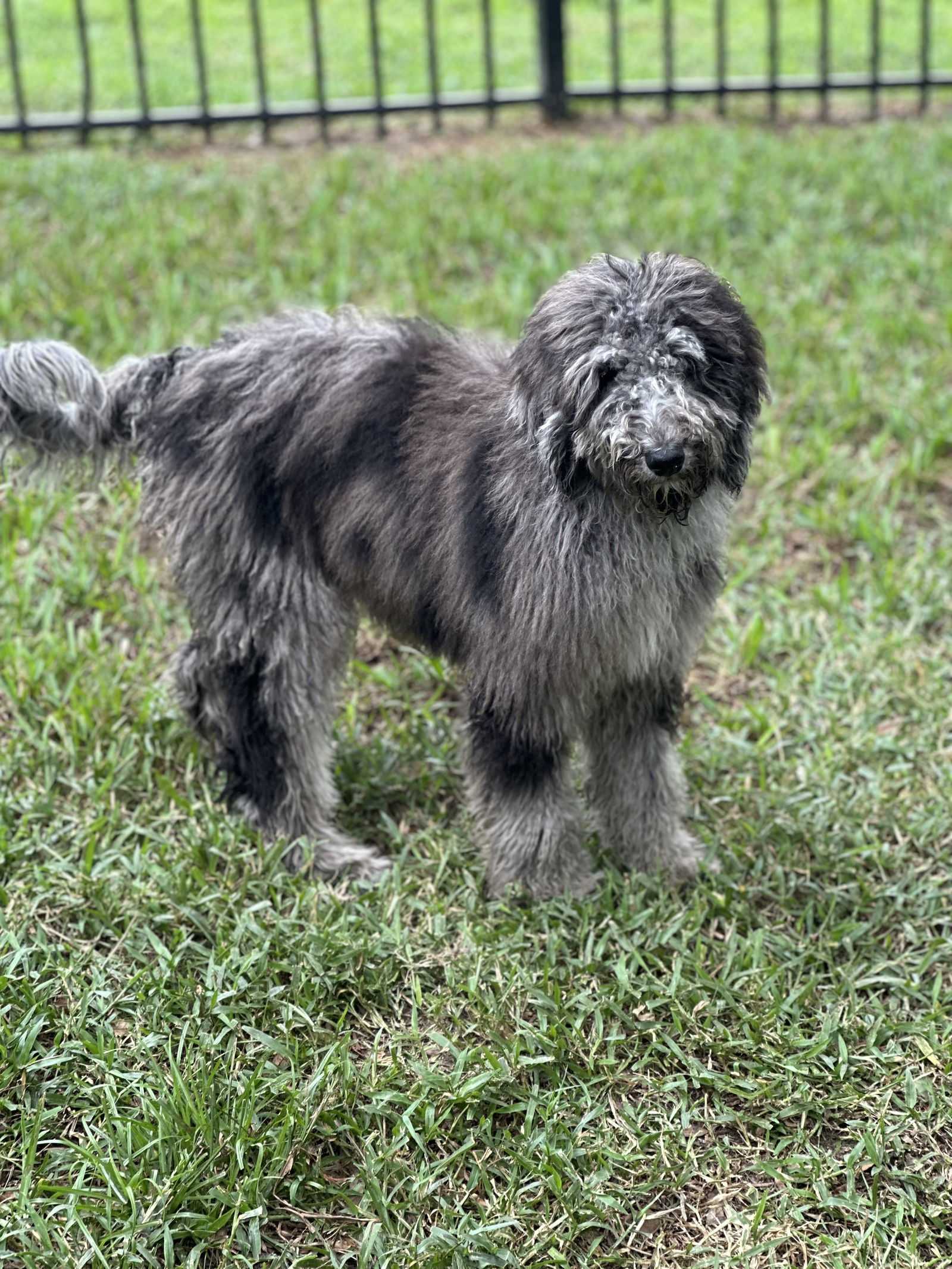 adoptable Dog in Valrico, FL named Daisy