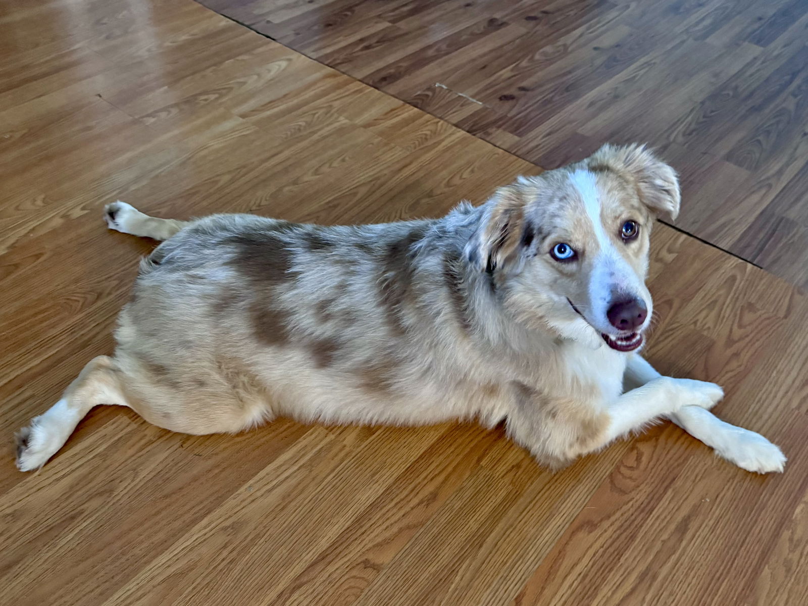 adoptable Dog in Valrico, FL named Bowser