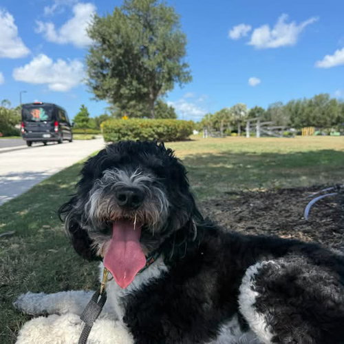 Sammie photo 2