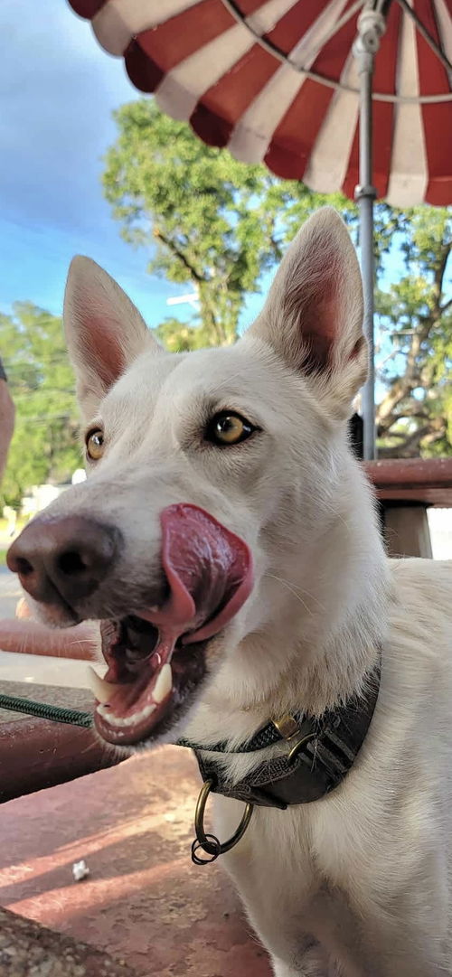 Farrah (“vida”)