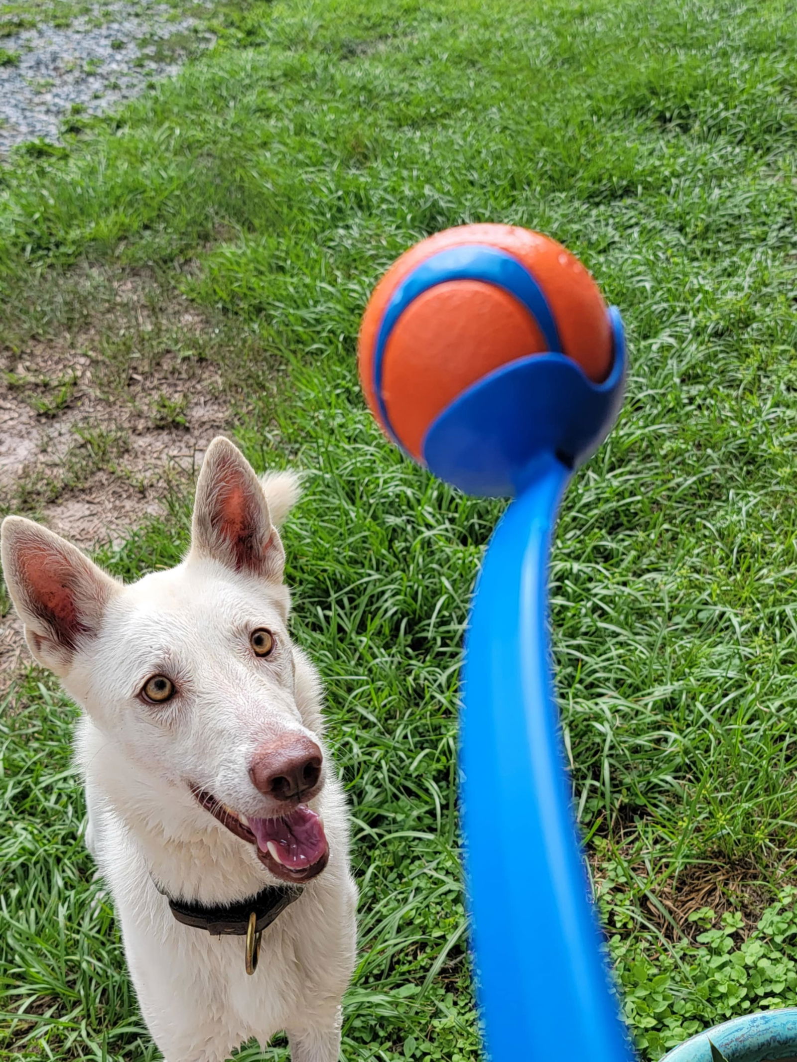 adoptable Dog in Brandon, FL named Farrah (“vida”)