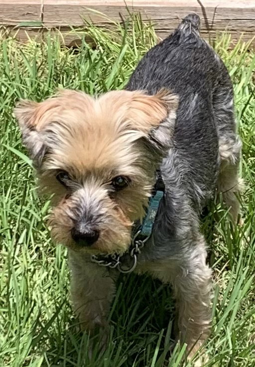 Maxwell's Web Page