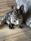 Leaping Louie