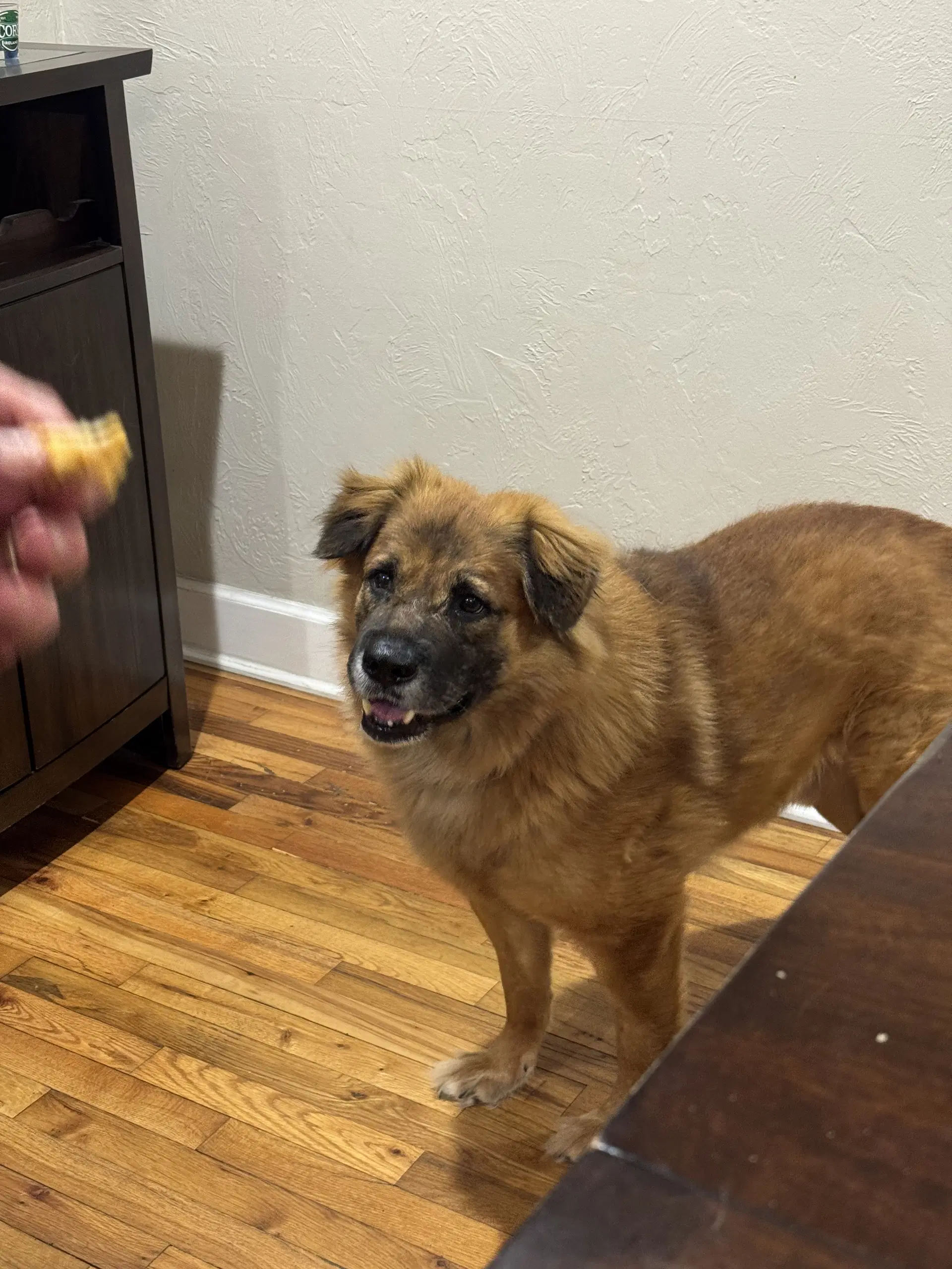 Husk - German Shepherd Dog