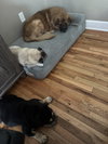 Husk - Photo 11