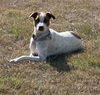 Shasta Lili
