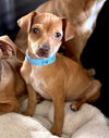 Capone pup