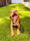 adoptable Dog in  named Pearl pup