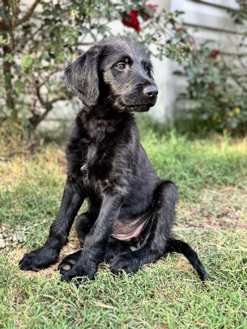 Lady Amara