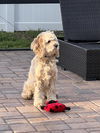 Opie