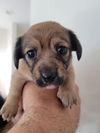 Tova Pup