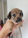 Tova Pup