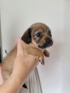 Tova Pup