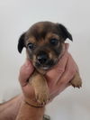 Tully Pup