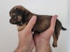 Tully Pup