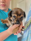 Tully Pup