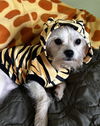 Noah Lion Cub