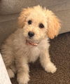 Piper Girl