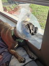 Lola Puggle
