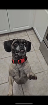 Lola Puggle