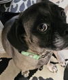 Lola Puggle