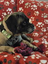 Lola Puggle
