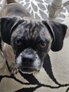 Lola Puggle