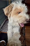 Biscuit