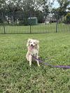 Willow