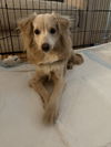 Willow